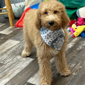 Poodle Puppy Fannie