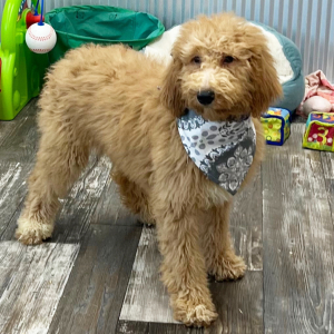 Poodle Puppy Fannie