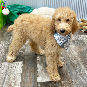 Poodle Puppy Fannie