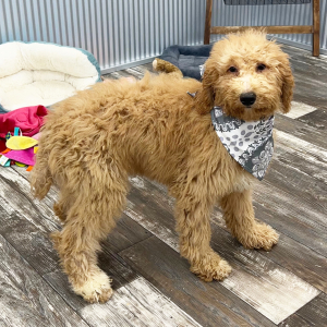 Poodle Puppy Fannie