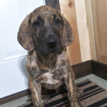 Great Dane Puppy Spark