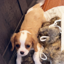 Cavalier King Charles Spaniel Puppy Toledo