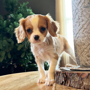 Cavalier King Charles Spaniel Puppy Toledo