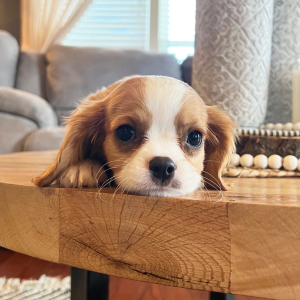 Cavalier King Charles Spaniel Puppy Toledo