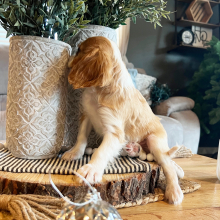 Cavalier King Charles Spaniel Puppy Toledo