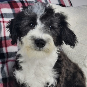 Sheepadoodle Puppy Jareau
