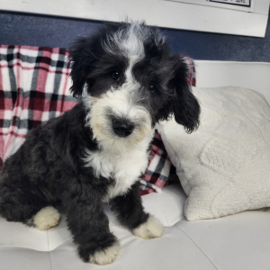 Sheepadoodle Puppy Jareau