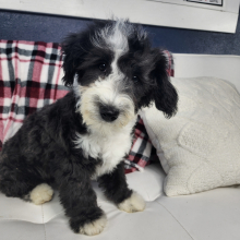 Sheepadoodle Puppy Jareau