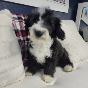 Sheepadoodle Puppy Jareau