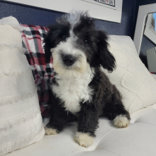 Sheepadoodle Puppy Jareau
