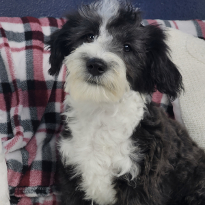Sheepadoodle Puppy Jareau