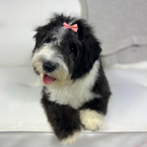 Sheepadoodle Puppy Jareau