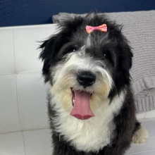 Sheepadoodle Puppy Jareau