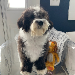 Sheepadoodle Puppy Jareau