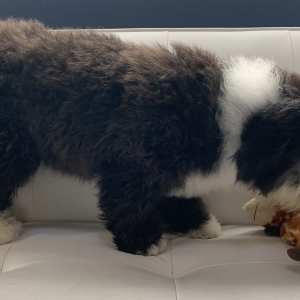 Sheepadoodle Puppy Jareau