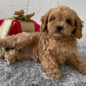 Cavapoo Puppy Tim