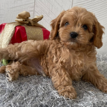 Cavapoo Puppy Tim