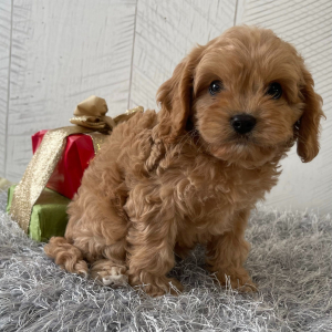 Cavapoo Puppy Tim