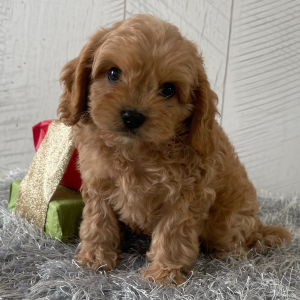 Cavapoo Puppy Tim