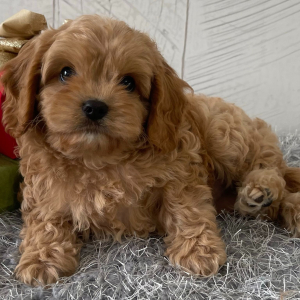 Cavapoo Puppy Tim