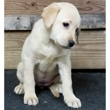 Labrador Retriever Puppy Angel