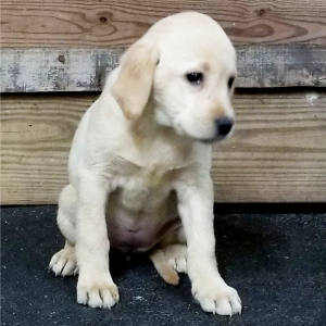 Labrador Retriever Puppy Angel