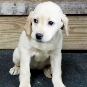 Labrador Retriever Puppy Angel