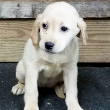 Labrador Retriever Puppy Angel
