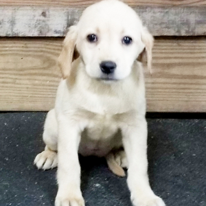 Labrador Retriever Puppy Angel
