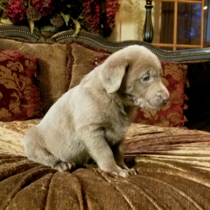 Labrador Retriever Puppy Tinsel