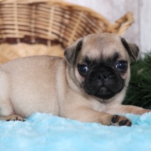 Pug Puppy Sweetie