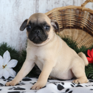 Pug Puppy Sweetie