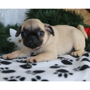 Pug Puppy Sweetie