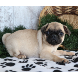 Pug Puppy Sweetie
