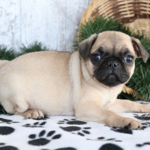Pug Puppy Sweetie