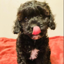 Cavapoo Puppy Officer Bell