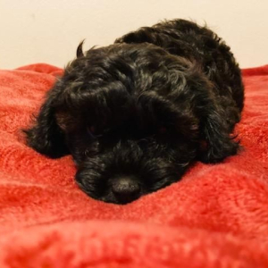 Cavapoo Puppy Officer Bell
