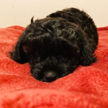 Cavapoo Puppy Officer Bell