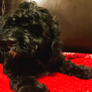 Cavapoo Puppy Officer Bell
