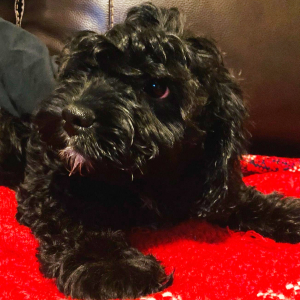 Cavapoo Puppy Officer Bell