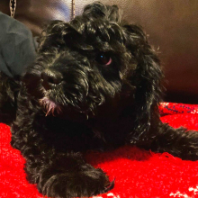 Cavapoo Puppy Officer Bell