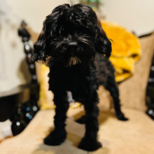 Cavapoo Puppy Officer Bell