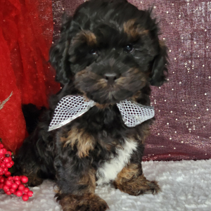 Shihpoo Puppy Lincoln