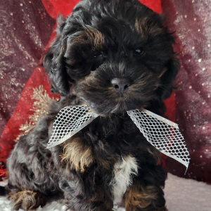 Shihpoo Puppy Lincoln