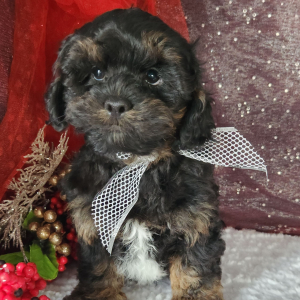 Shihpoo Puppy Lincoln