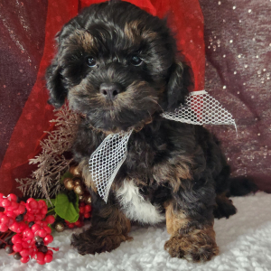 Shihpoo Puppy Lincoln