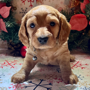 Dachshund Puppy Doc