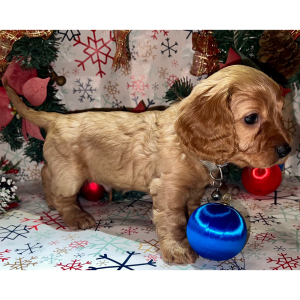 Dachshund Puppy Doc