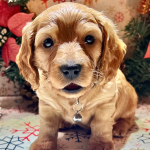 Dachshund Puppy Doc
