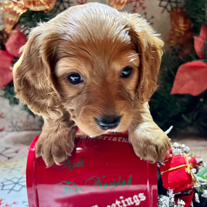 Dachshund Puppy Doc